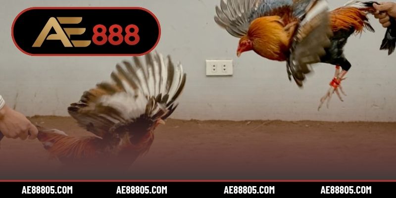 3 cách lựa chọn trang đá gà đáng tin cậy