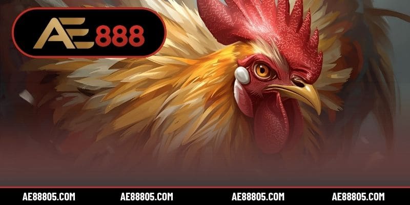 3 hình thức đá gà online rút tiền ăn khách nhất