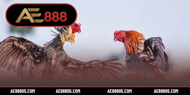 3 loại hình chọi kê trực tuyến được săn đón nhất