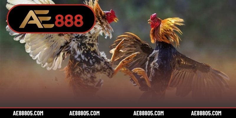 4 lỗi nên tránh khi soi kèo đá gà