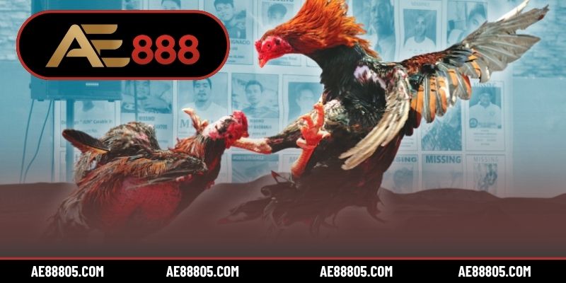 4 tiêu chí đánh giá trang đá gà uy tín