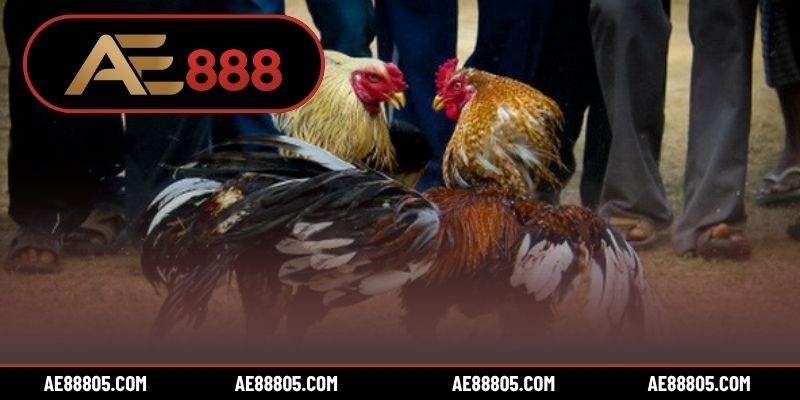 7 kỹ thuật soi kèo đấu gà Thomo hiệu quả