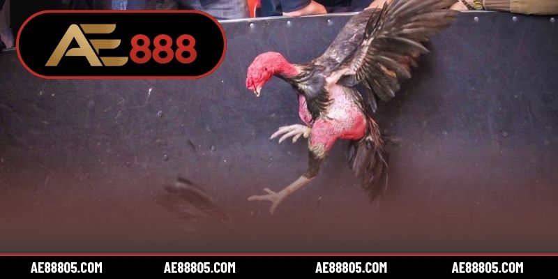 Cách chọn gà đá hay dựa vào 4 bài test