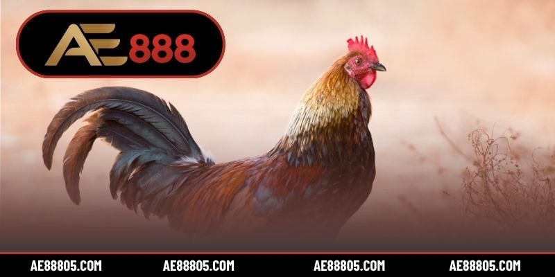 Cách chọn gà đá hay dựa vào ngoại hình chiến kê