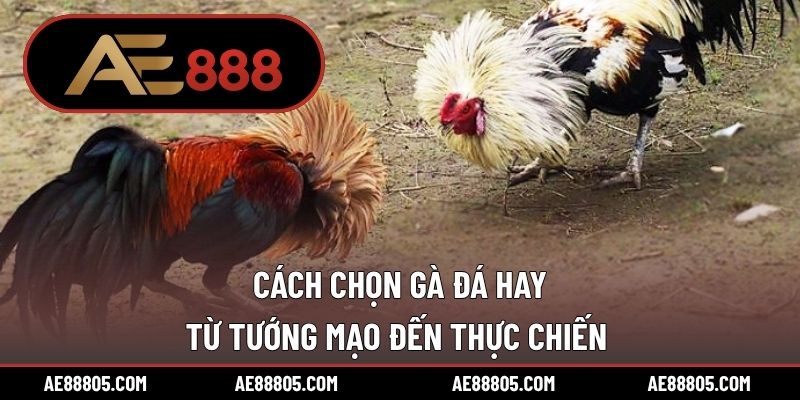 Cách Chọn Gà Đá Hay – Từ Tướng Mạo Đến Thực Chiến 