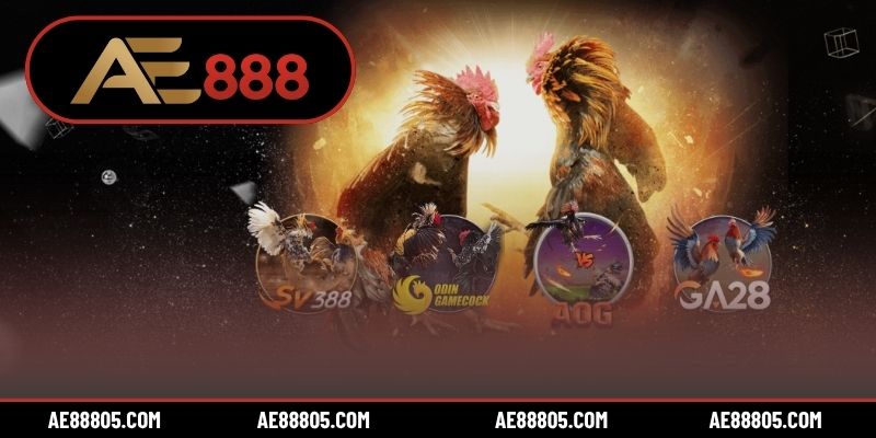 Chuyên mục đá gà AE888 được đông đảo hội viên săn đón