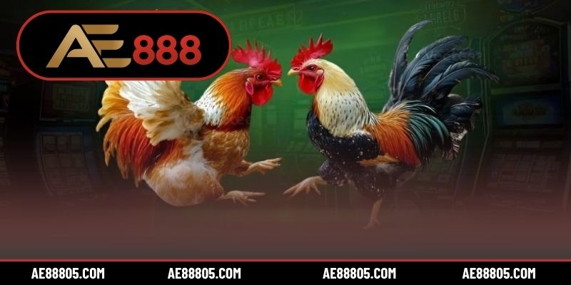 Đá gà Campuchia ăn tiền hấp dẫn thu hút nhiều hội viên