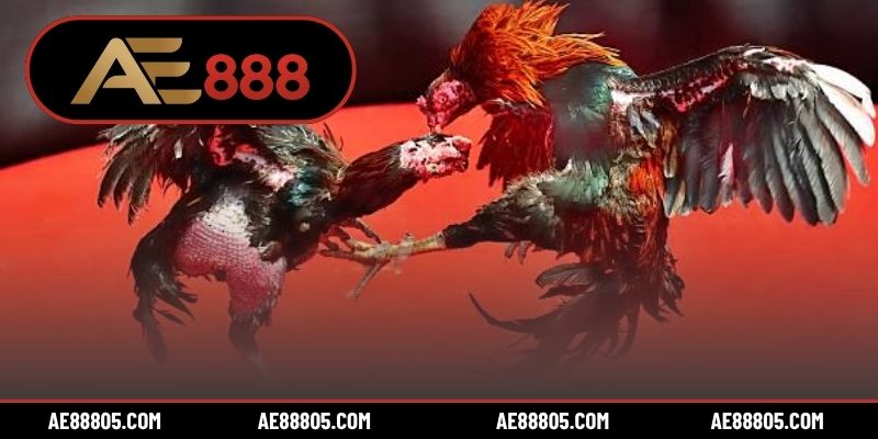 Soi kèo đá gà Thomo phụ thuộc nhiều yếu tố