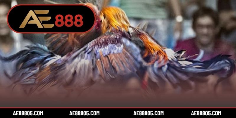 Trang đá gà uy tín mang đến trải nghiệm an toàn