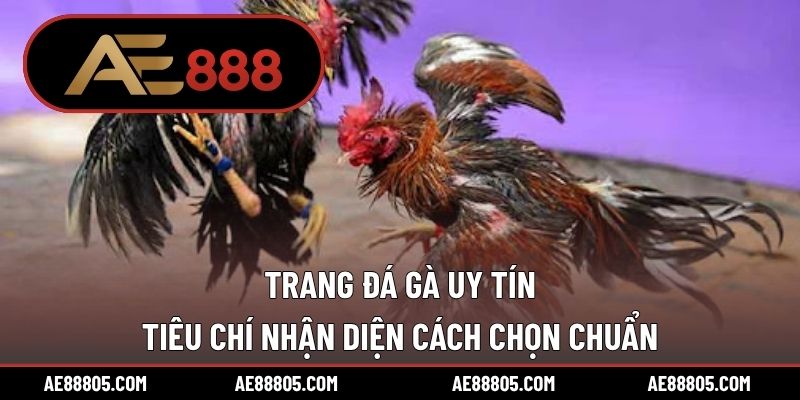 Trang Đá Gà Uy Tín – Tiêu Chí Nhận Diện Cách Chọn Chuẩn