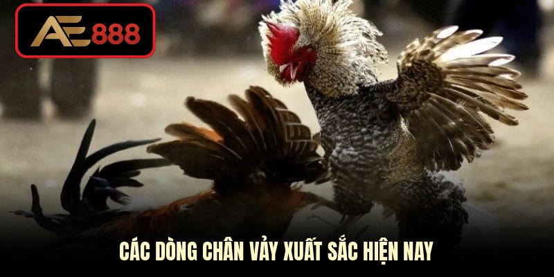 Các dòng chân vảy xuất sắc hiện nay