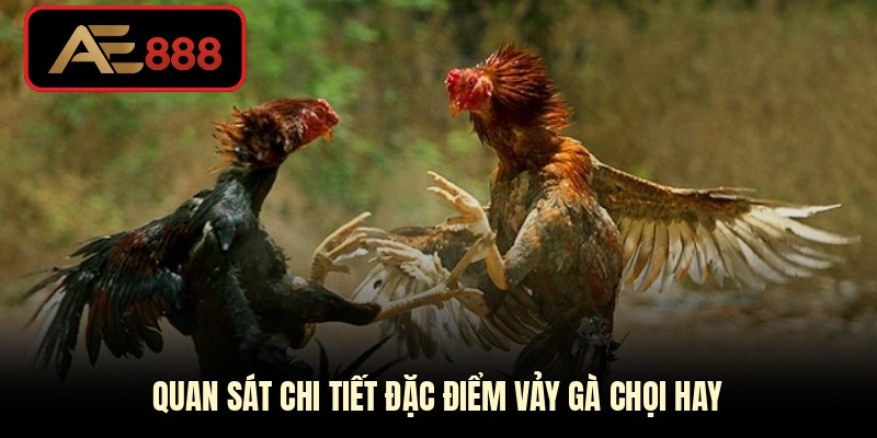 Quan sát chi tiết đặc điểm vảy gà chọi hay
