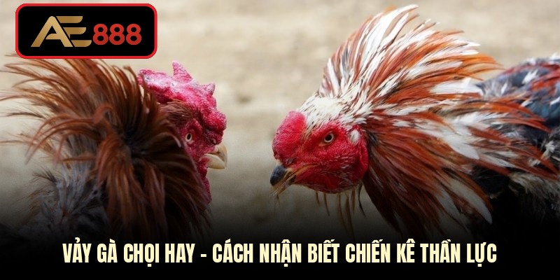 Vảy gà chọi hay